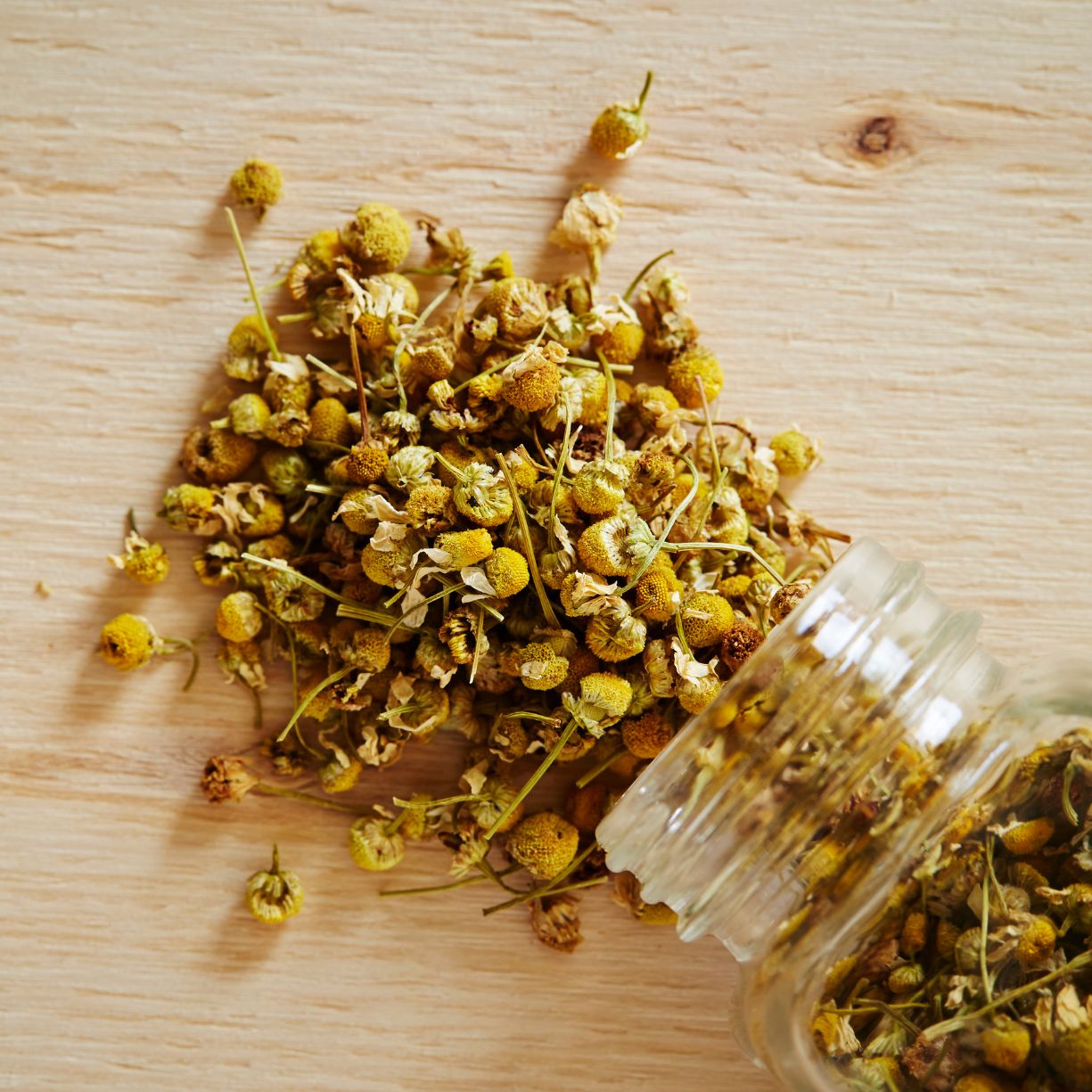 Chamomile Tea Flowers for Parasite Cleansing